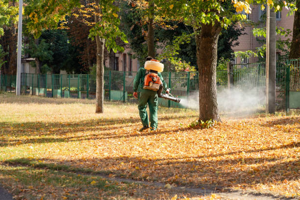 Best Termite Control Services  in Peoria Heights, IL