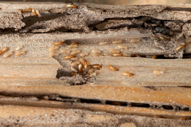 Best Pest Control Treatment  in Peoria Heights, IL